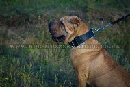 "Сool Novelty" Shar Pei Dog Collar With Spikes And Pyramids