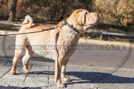 Strong Leather Dog Collar For Shar Pei With Half-Spheres