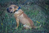 "Luxurious Comfort" Designer Studded Dog Collar for Shar Pei