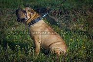 "Top Paw Style" Elegant Spiked Leather Dog Collar For Shar Pei