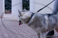 Luxurious Brass Studded Dog Collar For Siberian Husky