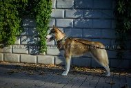 "Loving Heart" Elegant Handmade Dog Collar For Husky With Studs