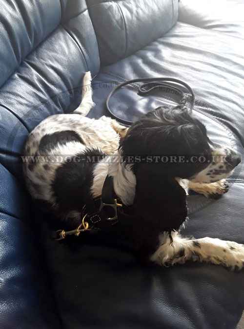 small dog harness for Spaniel