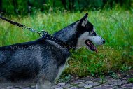 Attractive Leather Spiked Studded Dog Collar For Husky