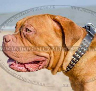 Studded Leather Dog Collar for Dogue De Bordeaux Glancing Style