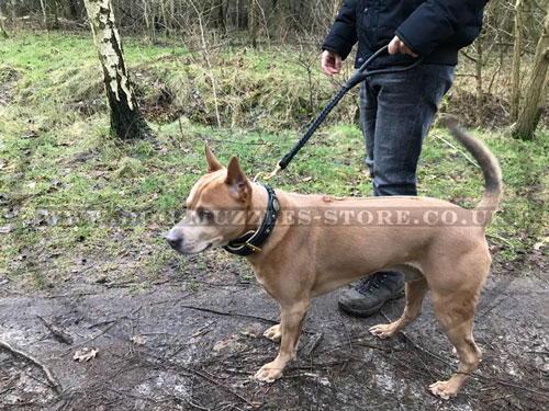 braided dog leash for Thai Ridgeback