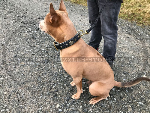 buy royal dog collar for Thai Ridgeback UK online