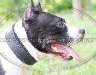American Staffordshire Terrier Dog Collar | Padded Dog Collar UK