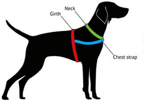 how to measure dog harness