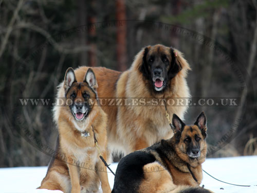 German shepherd braided leather dog collar