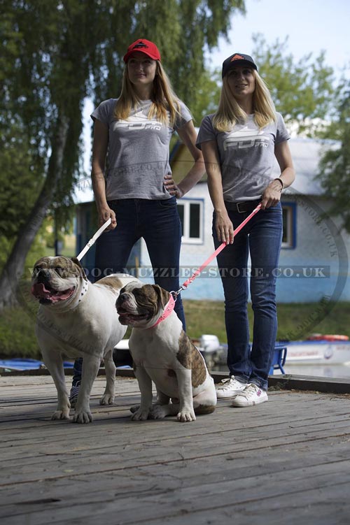 Bulldog walking with a Dog Lead