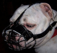 English Bulldog Muzzle Wire Basket