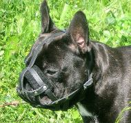 Leather Dog Muzzle UK Best | Light Dog Muzzle for Walking