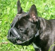 FRENCH BULLDOG LEATHER MUZZLE