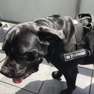 No Pull Dog Harness for Cane Corso Mastiff Control