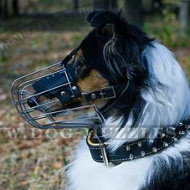 collie muzzle