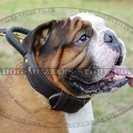 Durable English Bulldog Leather Collar with Convenient Handle