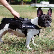 NON PULL FRENCH BULLDOG HARNESS