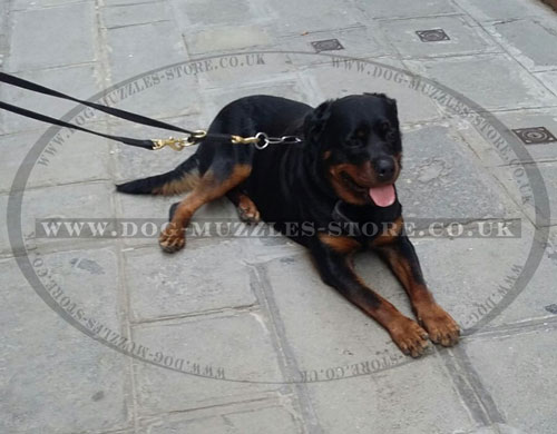Leather Dog Lead for Rottweiler