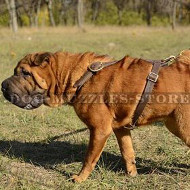 Buy Shar Pei Harness UK Best Choice from The Producer Directly