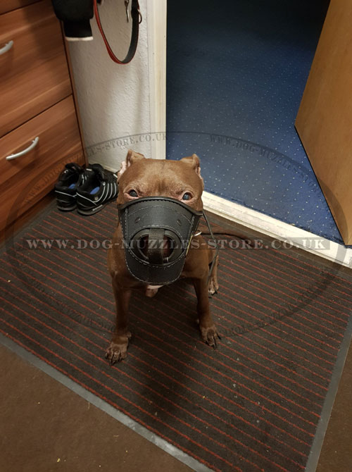 Lightweight Dog Muzzle for Pitbull