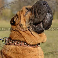 New Elegant Studded Dog Collar for Shar Pei Comfort and Style!