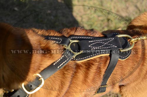 Shar Pei harness UK