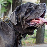 Neapolitan Mastiff Training Dog Collar Handmade, Braided Style
