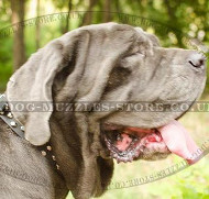 Dog Collars Studded with Pyramids | Neapolitan Mastiff Collars