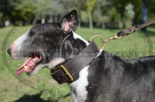 Bull Terrier Leather Dog Collar in Brown