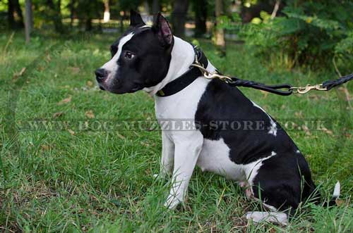 American Staffordshire Terrier Leather Dog Collar