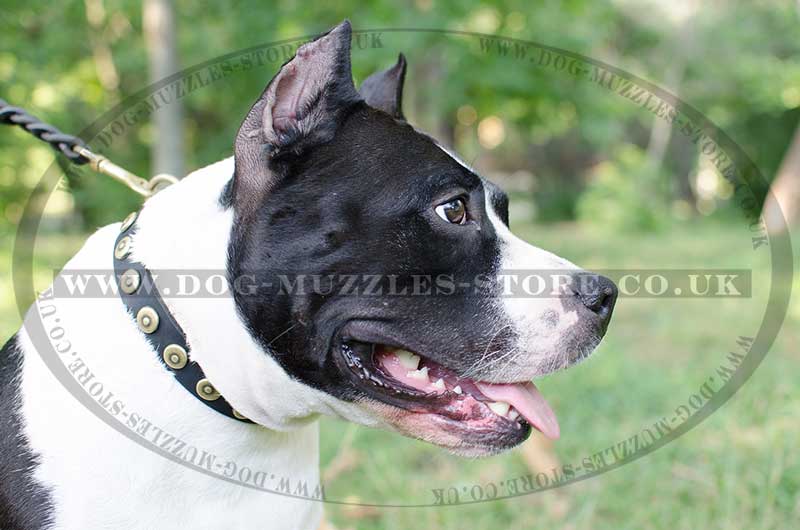 Staffordshire Bull Terrier Collar for Daily Dog Walking
