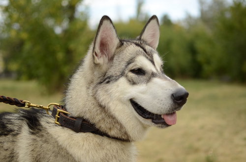 Best dog collar