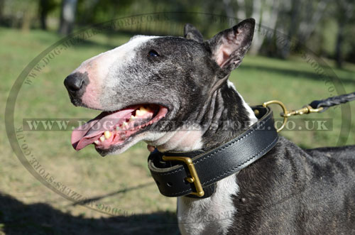 2 Ply Leather Dog Collar for Bull Terrier