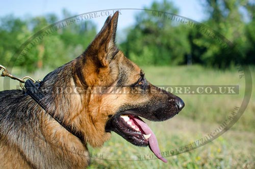 get braided leather dog collar