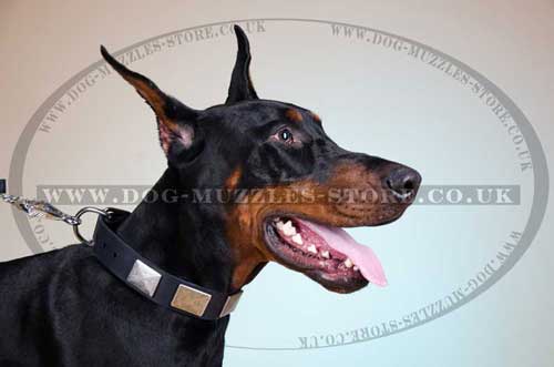 leather dog collar