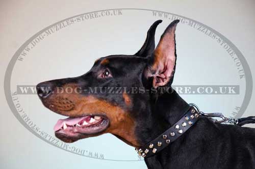 Doberman collar