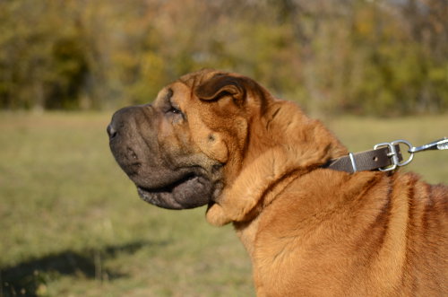 The best dog collar for universal use