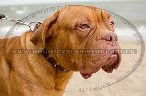 Dog De Bordo Collar