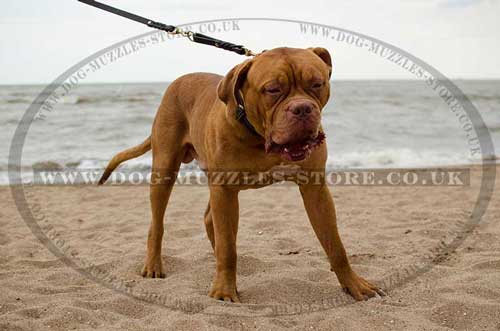 Dogue De Bordeaux collar