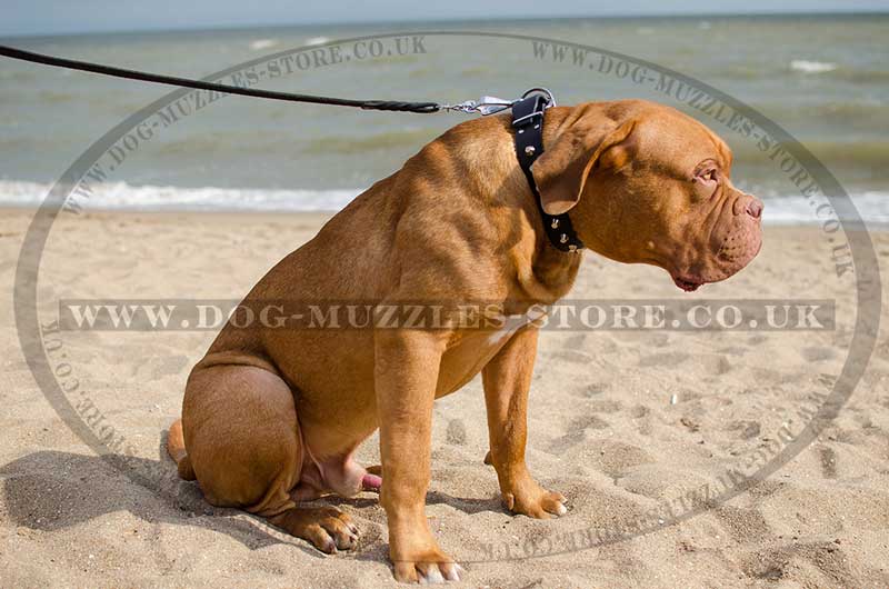 Dogue-de-Bordeaux Collar UK Bestseller