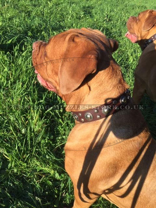 dog collar with studs for Dogue de Bordeaux