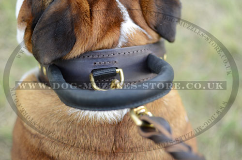 English Bulldog Collar UK