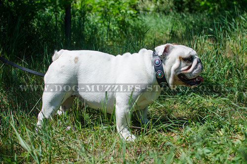 english bulldog leather dog collar