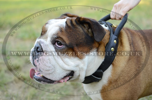 English Bulldog Leather Collar