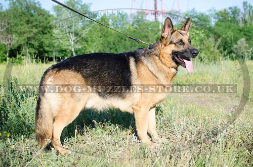 Buy German Shepherd Collar