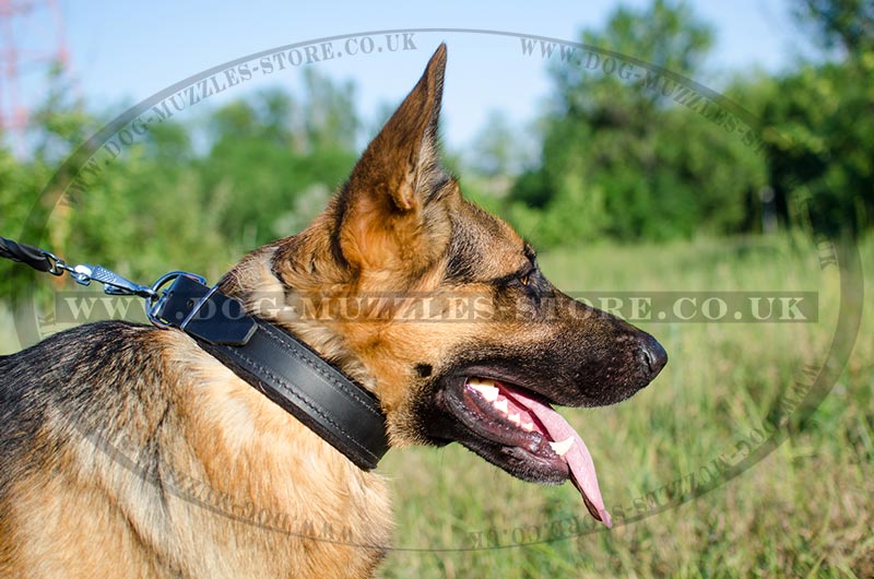 dog food release timer
