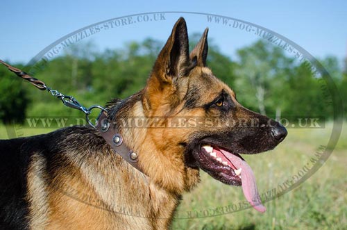 German Shepherd Gear