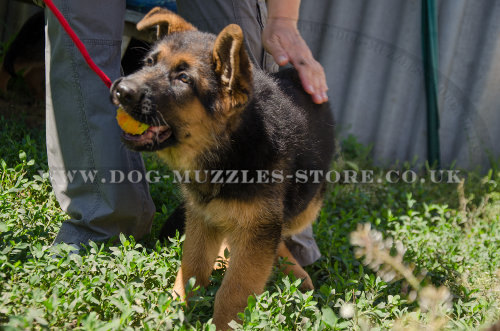 German Shepherd training toys