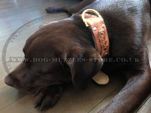 get royal dog collar for Labrador